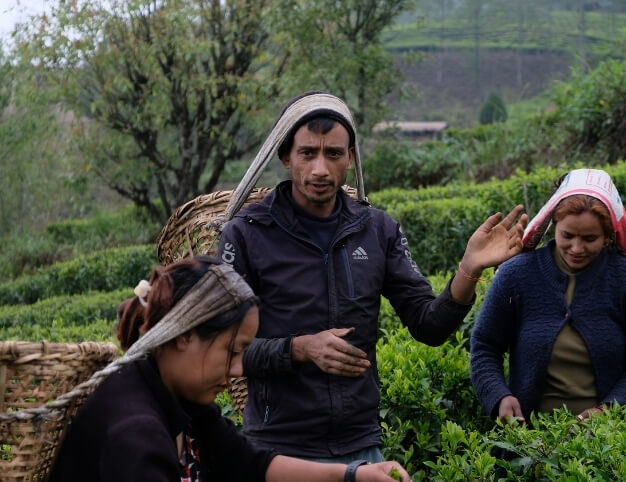 Plantation de thÃ© agroÃ©cologique coopÃ©rative UCCHA PAHADI au NÃ©pal- ThÃ© noir Earl Grey bio 